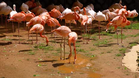 a flamboyance of flamingos flock together on a summer day