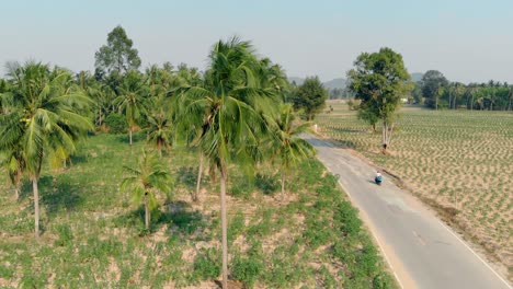 camera-shoots-close-palm-tree-against-tropical-forest