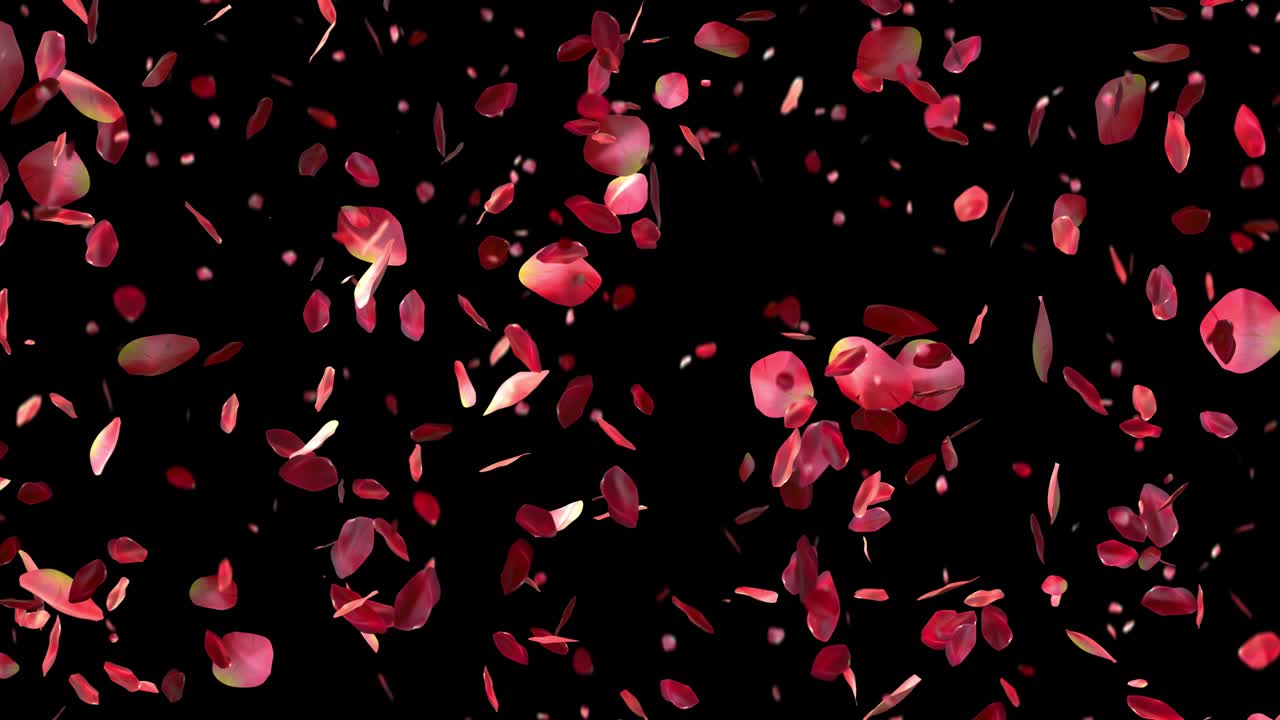 아름다운 검은색 배경에 날아다니는 은 장미 잎자루