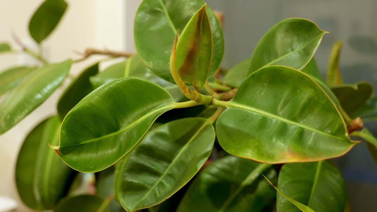 Close-Up of House Plants in a Cosy Apartment