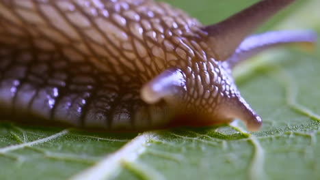 close-up of a slug on a green leaf