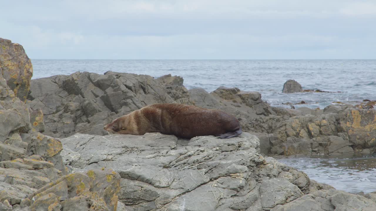 A large Fur Seal lying down and getting comfortable on a rock