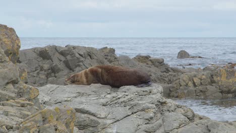 Ein-Großer-Seebär,-Der-Sich-Auf-Einen-Felsen-Legt-Und-Es-Sich-Gemütlich-Macht