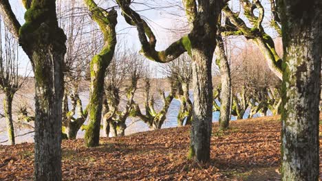 Der-Alte-Lindenpark-Auf-Dem-Gutshof,-Die-Blätter-Sind-Gefallen