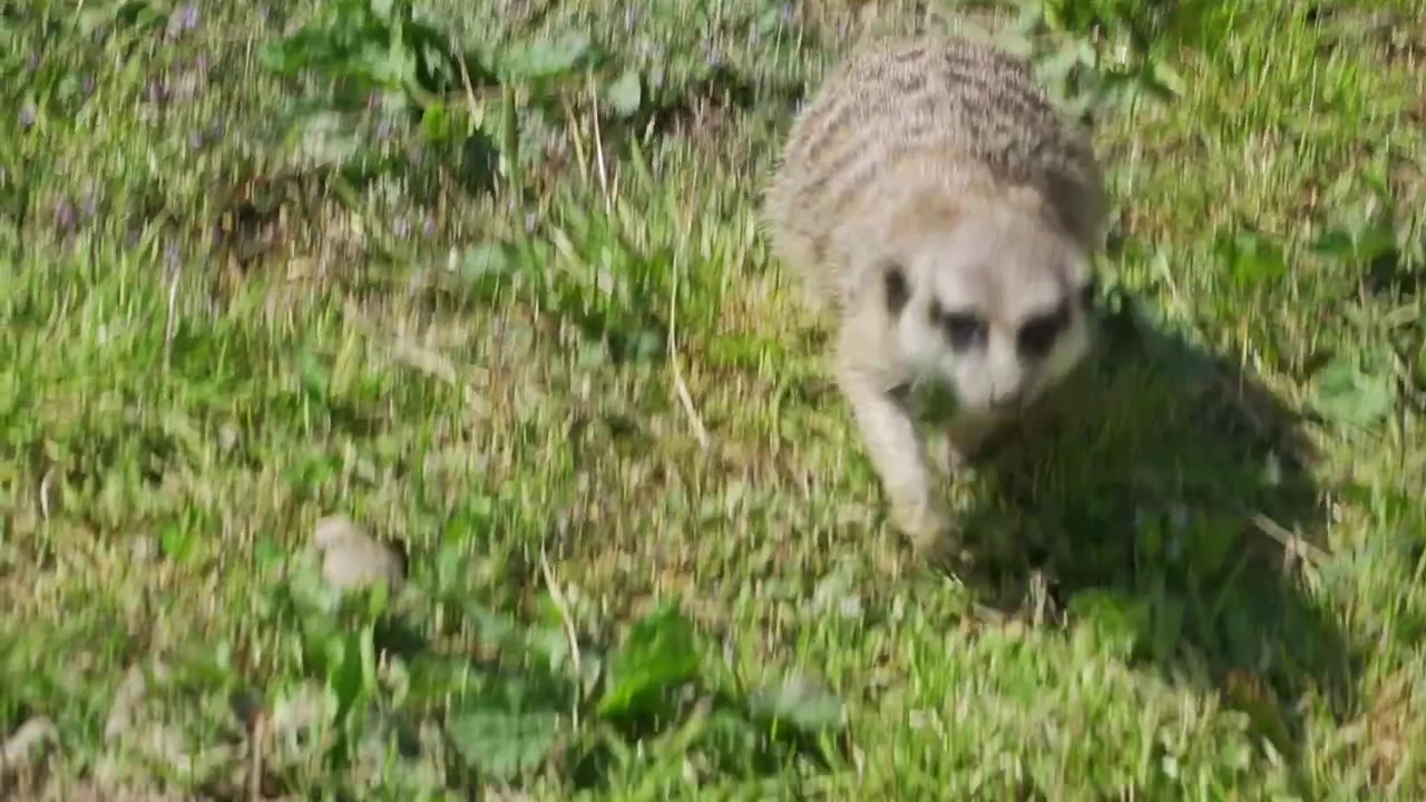 Suricato incinta che corre verso la telecamera attraverso l'erba in un santuario degli animali, perfetto per progetti sulla fauna selvatica, il comportamento animale, la riproduzione, la conservazione e l'educazione.