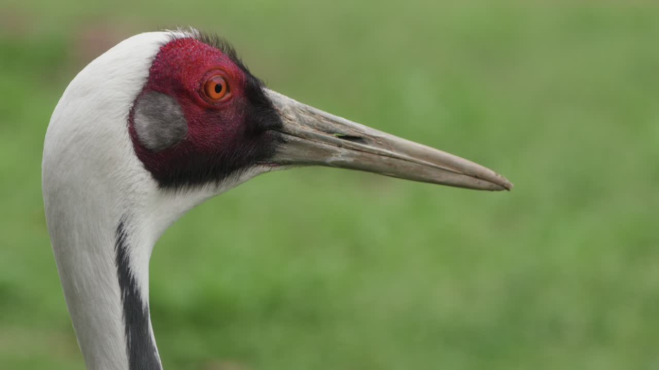 primer plano de la cabeza de la grúa de cuello blanco