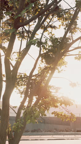 sunlight filtering through tree branches