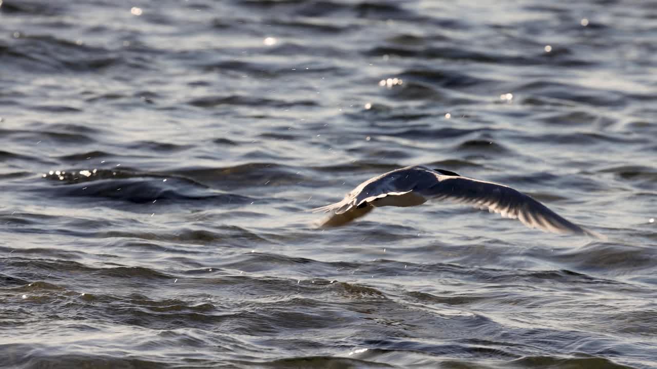 морская птица взлетает с воды