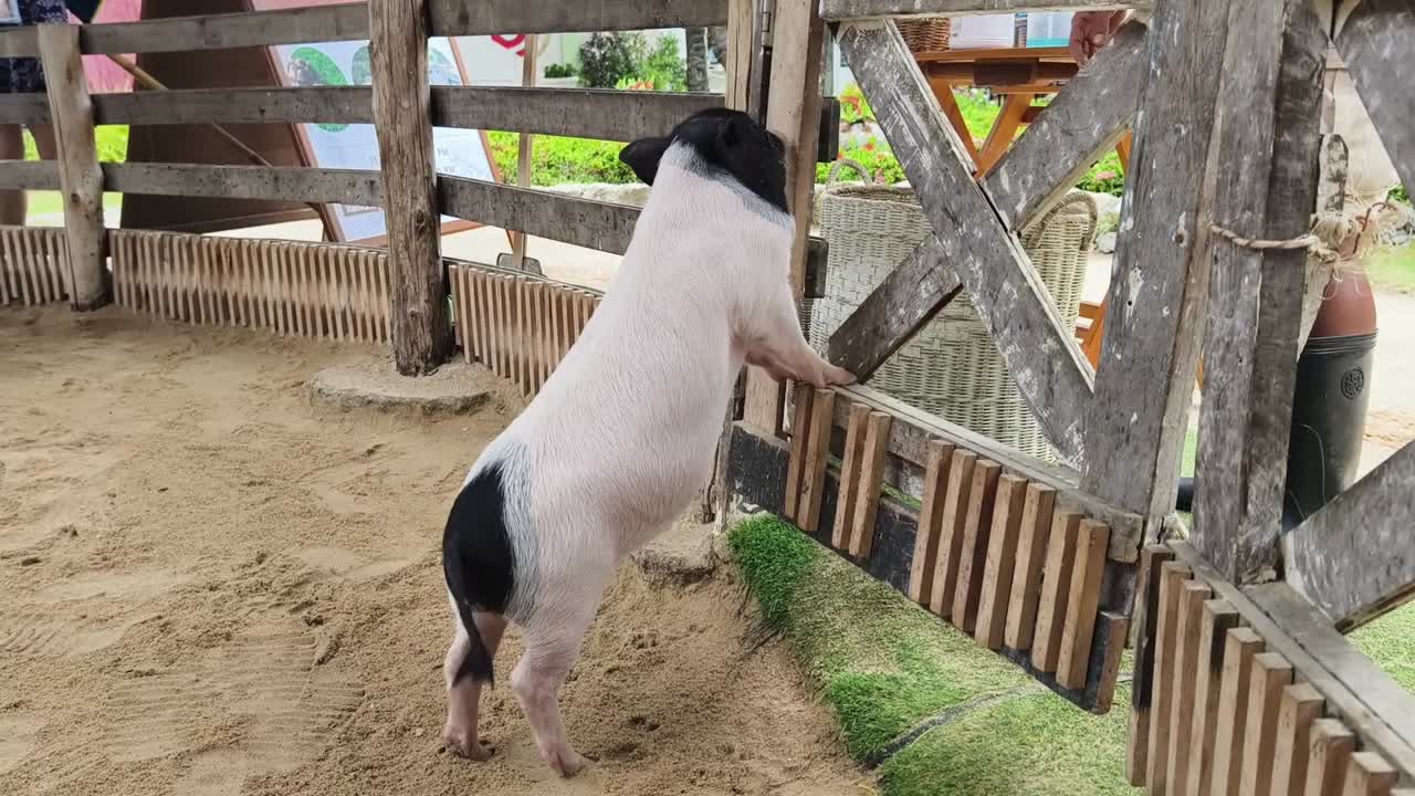 농장 돼지 보호구역에서