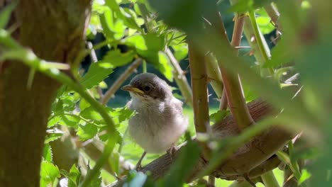 very young lesser whitethroat (sylvia curruca) calling to its mother among rose branches. estonia.