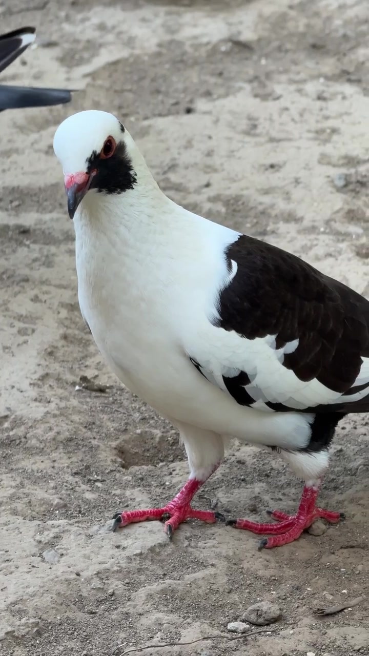 Primer plano de una paloma blanca y negra caminando por el suelo