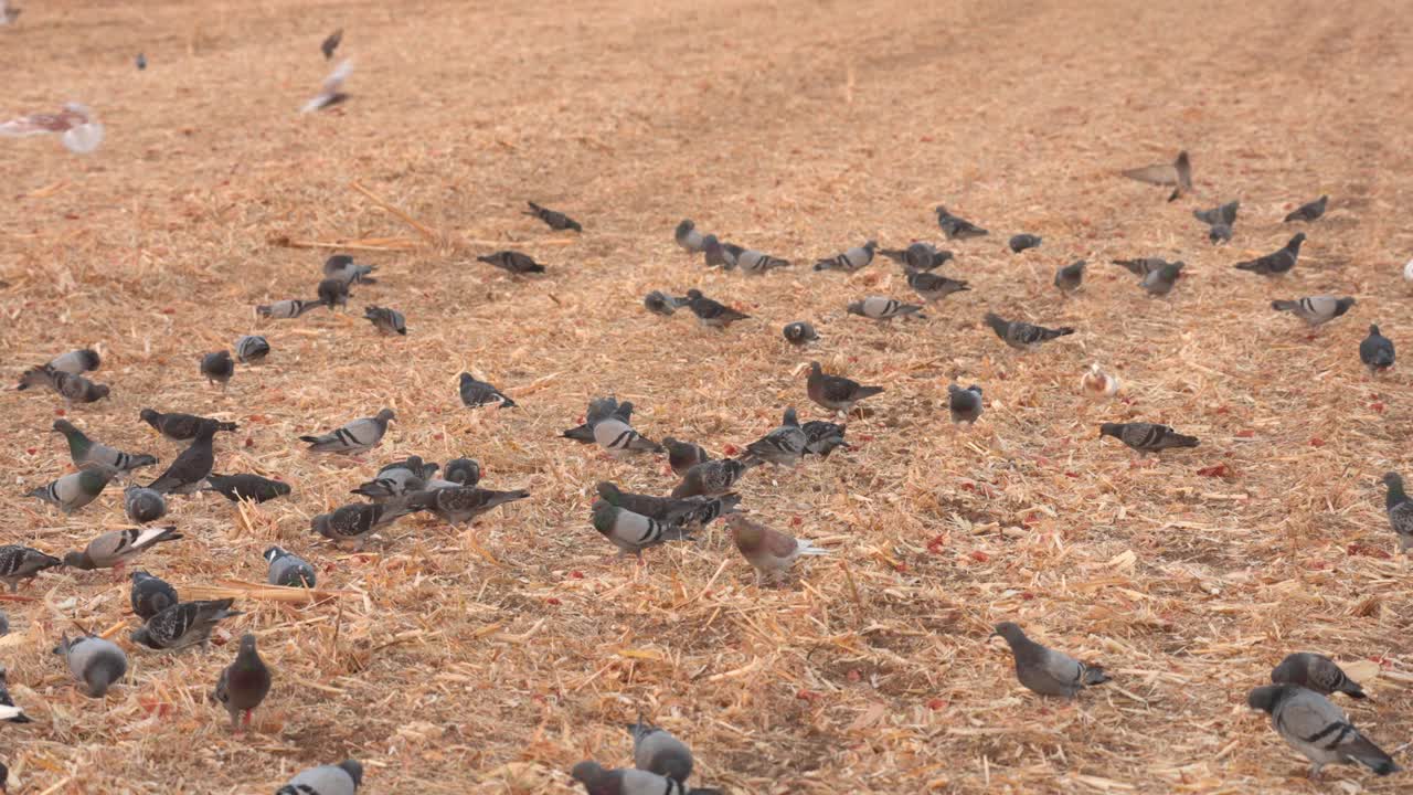 Una bandada de palomas aterriza en un campo de maíz cosechado y recoge semillas.