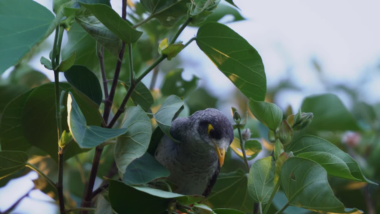 야생 시끄러운 광부, 마노리나 멜라노세팔라가 녹색 잎을 들여다보고 유칼립투스의 신선한 잎을 줍고 갑자기 다른 새 종의 공격을 받는 영화 같은 클로즈업 샷