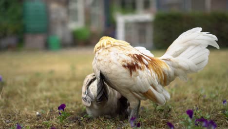 Free-range-Dutch-Bantam-chicken-roosters-cleaning-feathers,-low-level-closeup