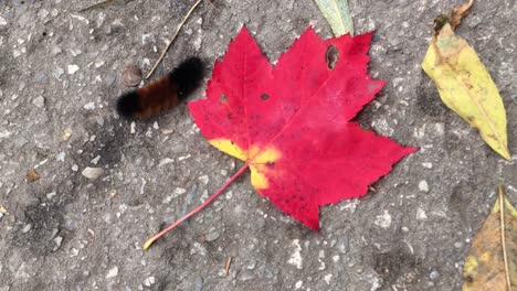 woolly bear caterpillar and the red maple leaf