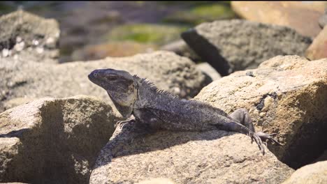 Schwarzer-Leguan-Sonnt-Sich-Auf-Den-Felsen