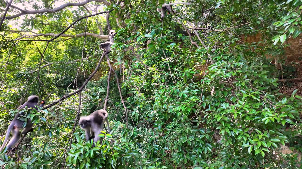 Discover the mischievous monkeys of southern Thailand! Watch as they roam temples, beaches, and jungles, showing their playful and wild side in this amazing wildlife adventure