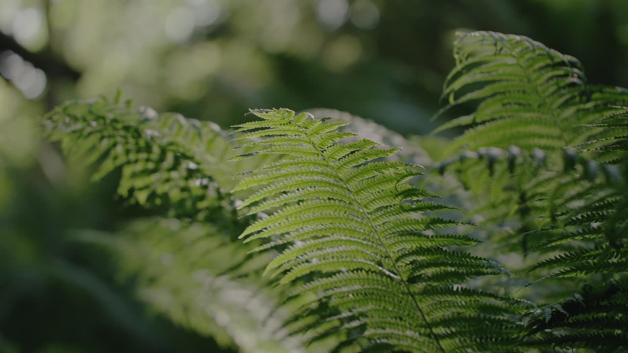 bosque verde vibrante: disparo suave de insectos volando alrededor de ramas de helecho verde en un bosque exuberante iluminado por el sol