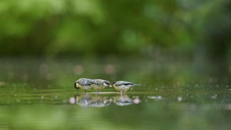 Two Titmice at a Pond