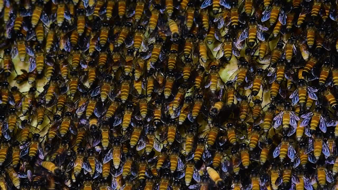 se sabe que las abejas melíferas gigantes construyen grandes colonias de nidos con bolsillos simétricos hechos de cera para almacenar miel como fuente de alimento.