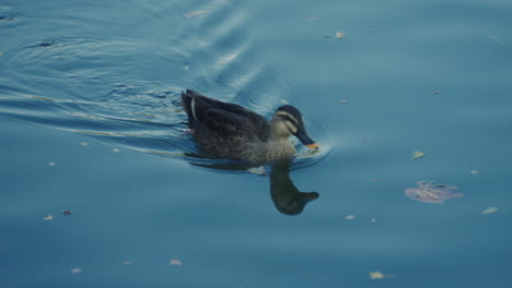 Ostschnabelente,-Die-Im-Wasser-Paddelt-Und-Kielwasser-Hinterlässt