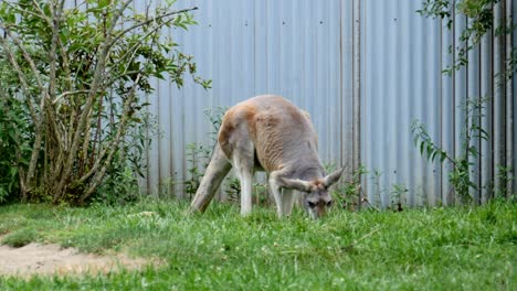 canguro forrajea en el zoológico de columbus
