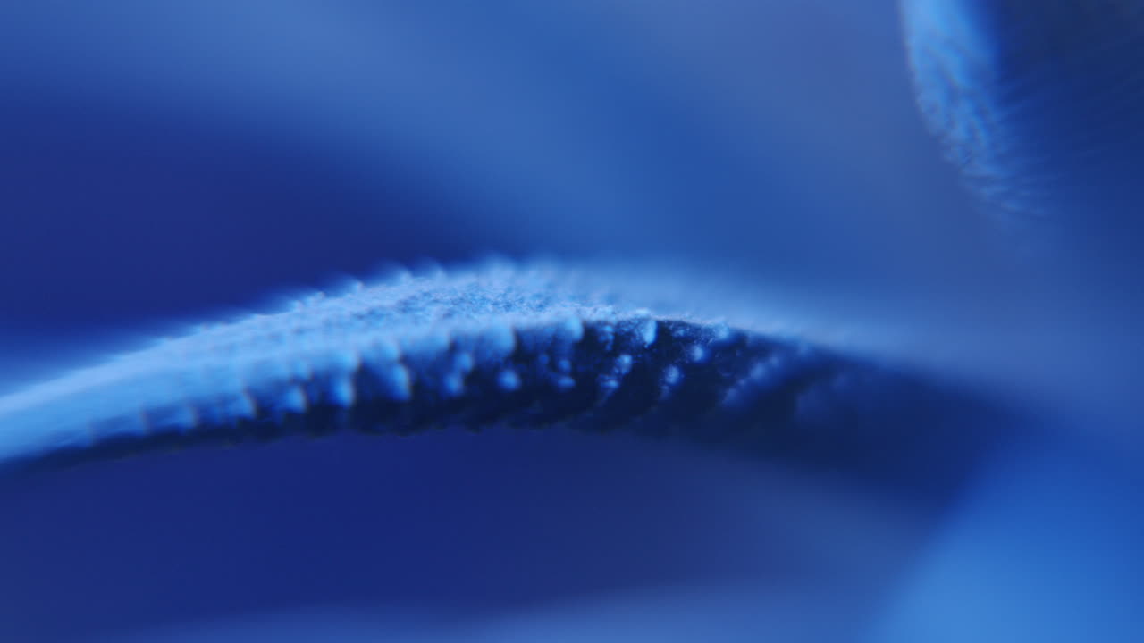 Extreme close up of Aloe vera leaf in blue moving light on macro slider