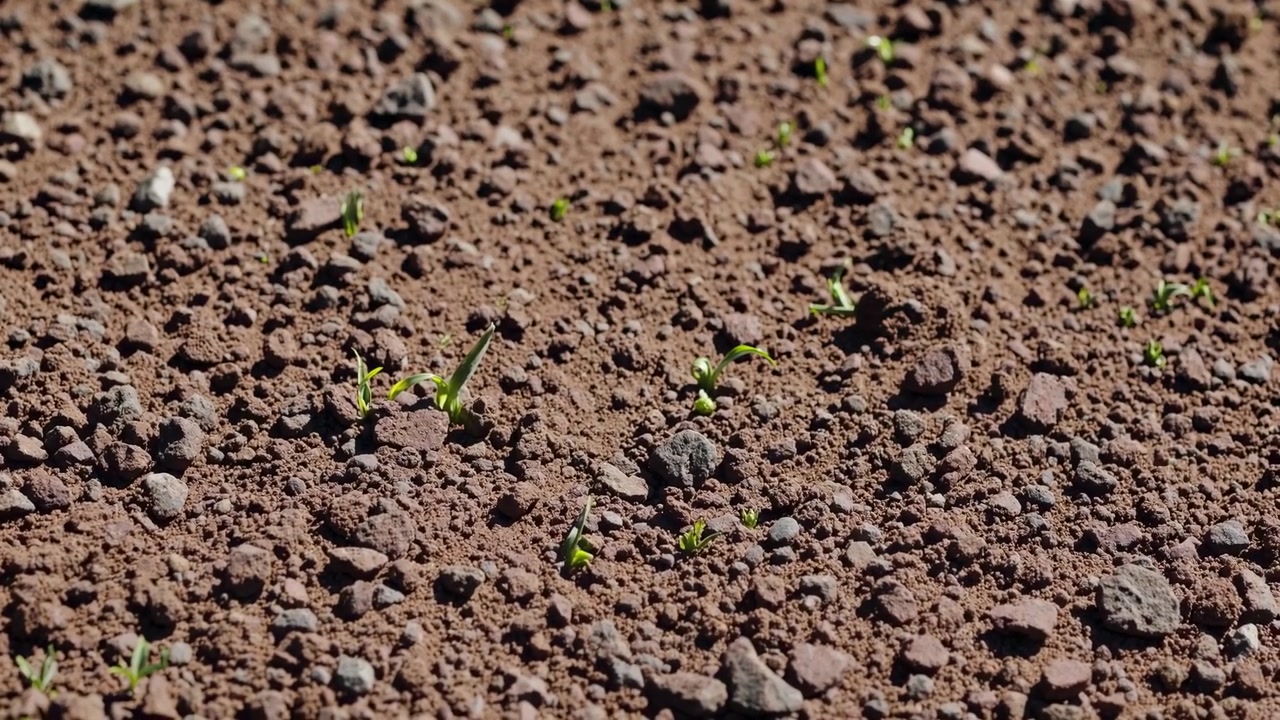 Tiny Green Seedlings Sprouting from Dark Fertile Soil