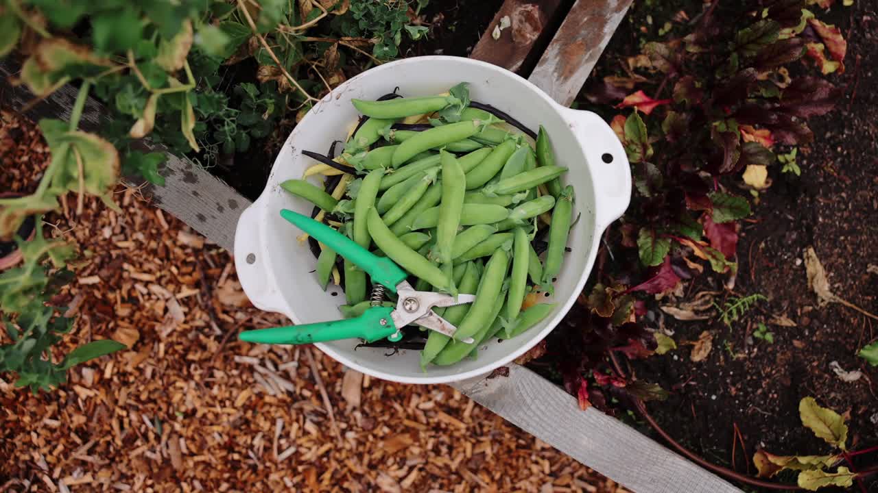 chica recogiendo guisantes verdes, las manos cerradas
