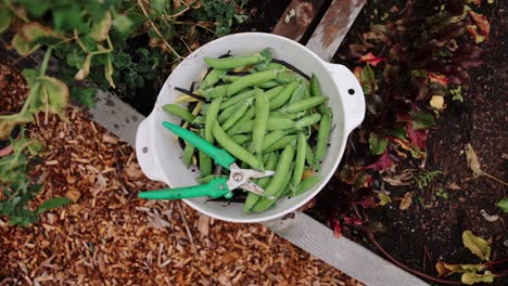 girl picking green peas, hands close up