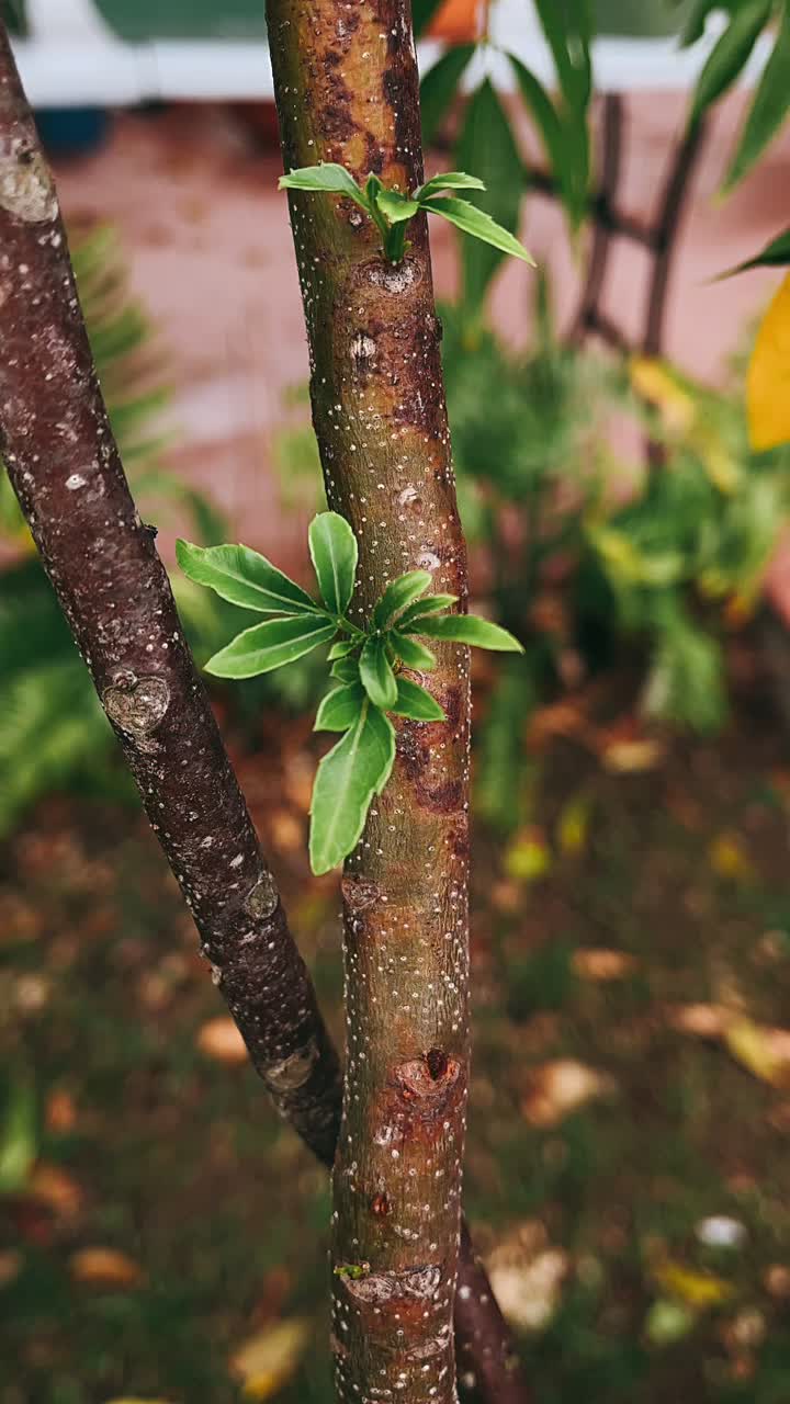 Close-up of a tree trunk with new growth