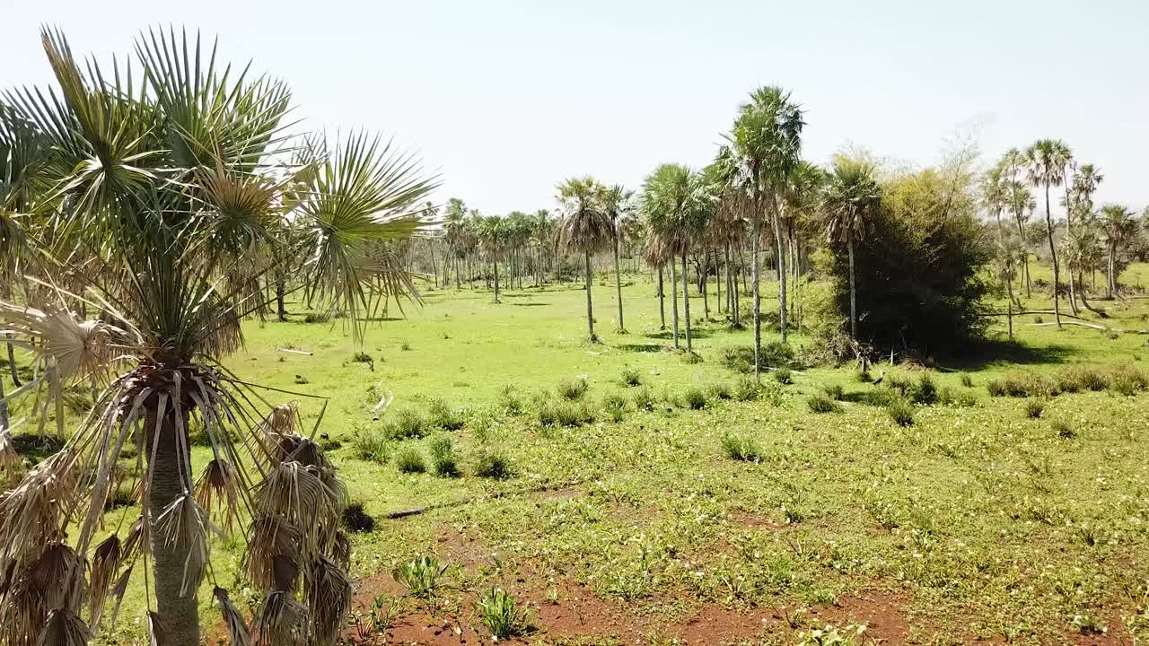 야자수로 가득한 손길이 닿지 않은 시골 지역을 날아다니는 새들