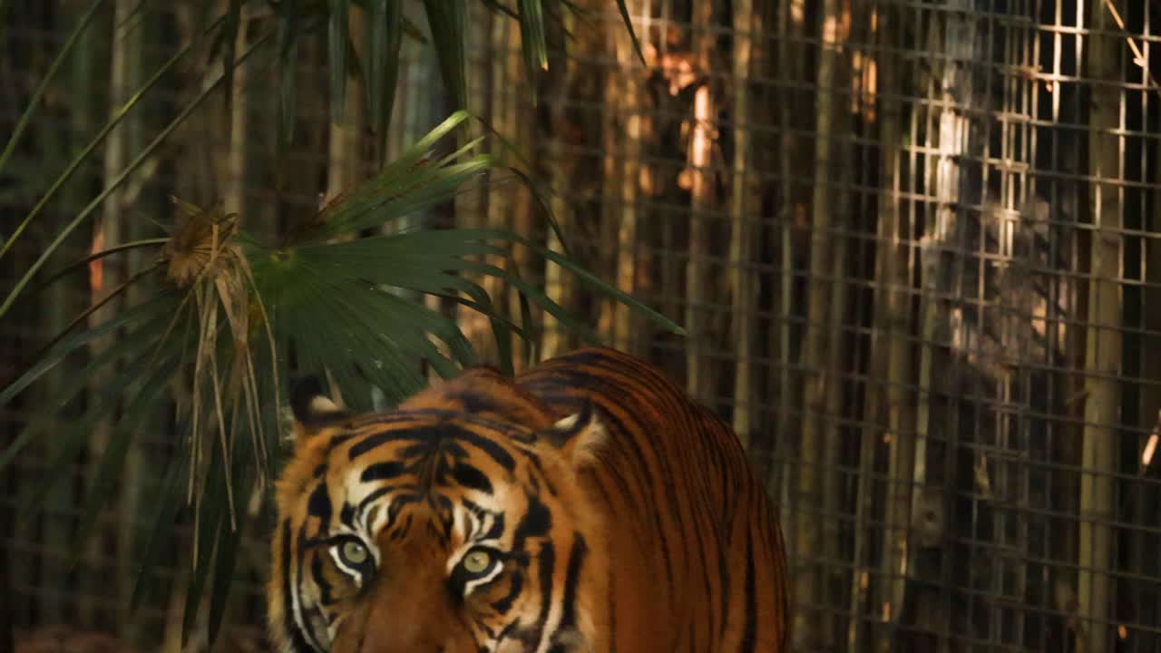 un tigre caminando por su recinto en el zoológico
