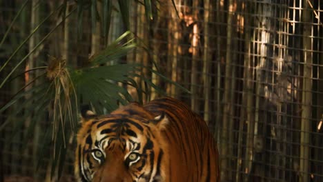 a tiger walking through its enclosure at the zoo