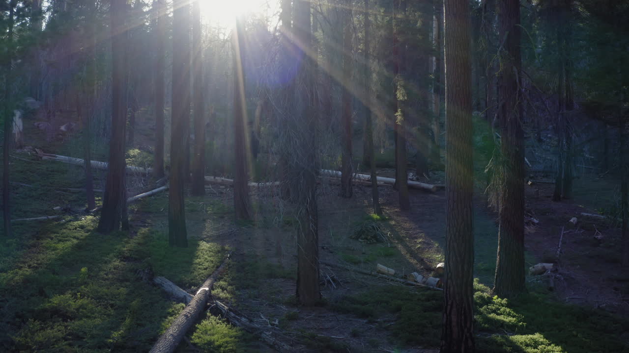 llamarada solar a través de los árboles en el bosque nacional de secuoyas, california
