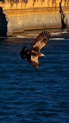 eagle in flight over the great ocean road