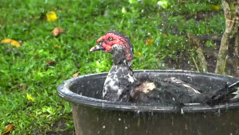 pato doméstico macho grande a cámara lenta lava, nada, se baña en una tina pequeña de agua