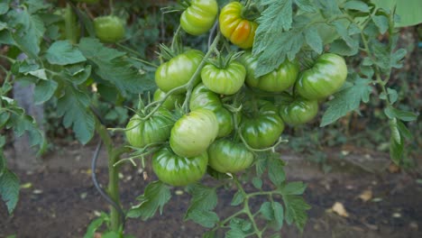 Immature-tomatoes-are-growing-in-a-bed