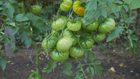 tomates inmaduros están creciendo en una cama