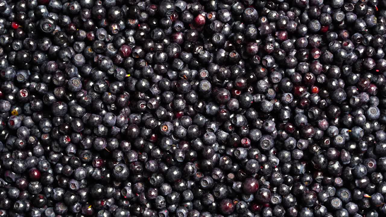 Surface covered with a layer of wild forest blueberry, close up, rotate
