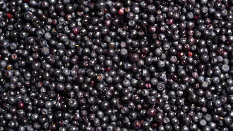 surface covered with a layer of wild forest blueberry, close up, rotate