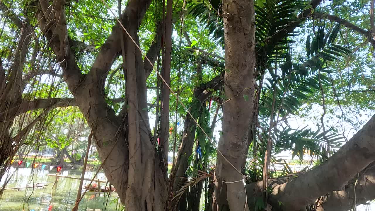공원 의 조용 한 물 근처 에 뿌리 가 어 있는 큰 나무