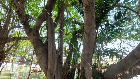 árbol grande con raíces extendidas cerca de aguas tranquilas en el parque