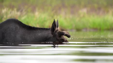 Eine-Herangezoomte-Aufnahme-Eines-Elchbullen,-Der-Seinen-Kopf-Ins-Wasser-Senkt,-Um-Sich-Von-Wasserpflanzen-Zu-Ernähren