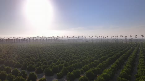 drone descends to orange tree orchard in riverside, california