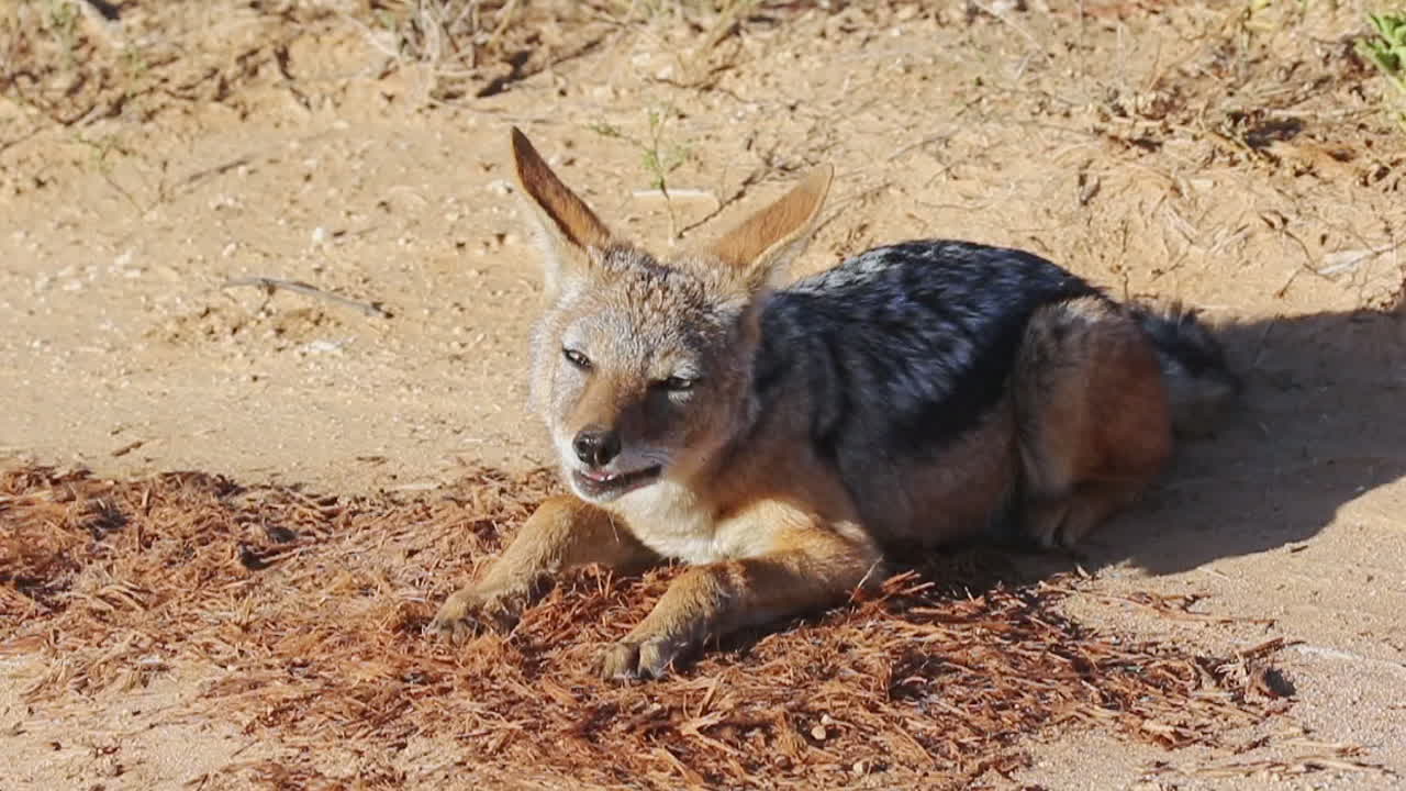 un chacal de lomo negro comiendo mientras descansa en el suelo en el parque nacional de elefantes addo, sudáfrica - de cerca