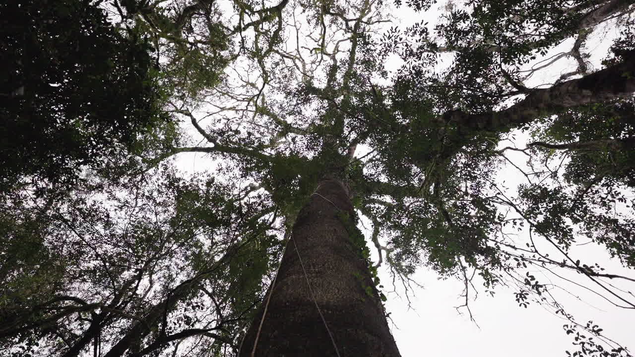 Gaze upwards towards a cloudy sky, as the large branches and trunk of a Timbó tree frame the view. The towering tree creates a stunning contrast against the soft, dramatic clouds above.