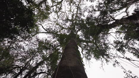 gaze upwards towards a cloudy sky, as the large branches and trunk of a timbó tree frame the view. the towering tree creates a stunning contrast against the soft, dramatic clouds above.