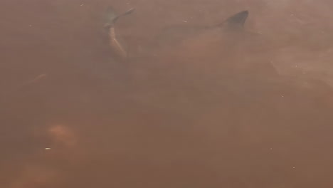 fish moves slowly through dusty, murky water, navigating the cloudy environment with ease.
