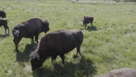 group of american bison with baby